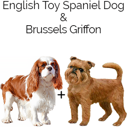 English Toy Griffon Dog